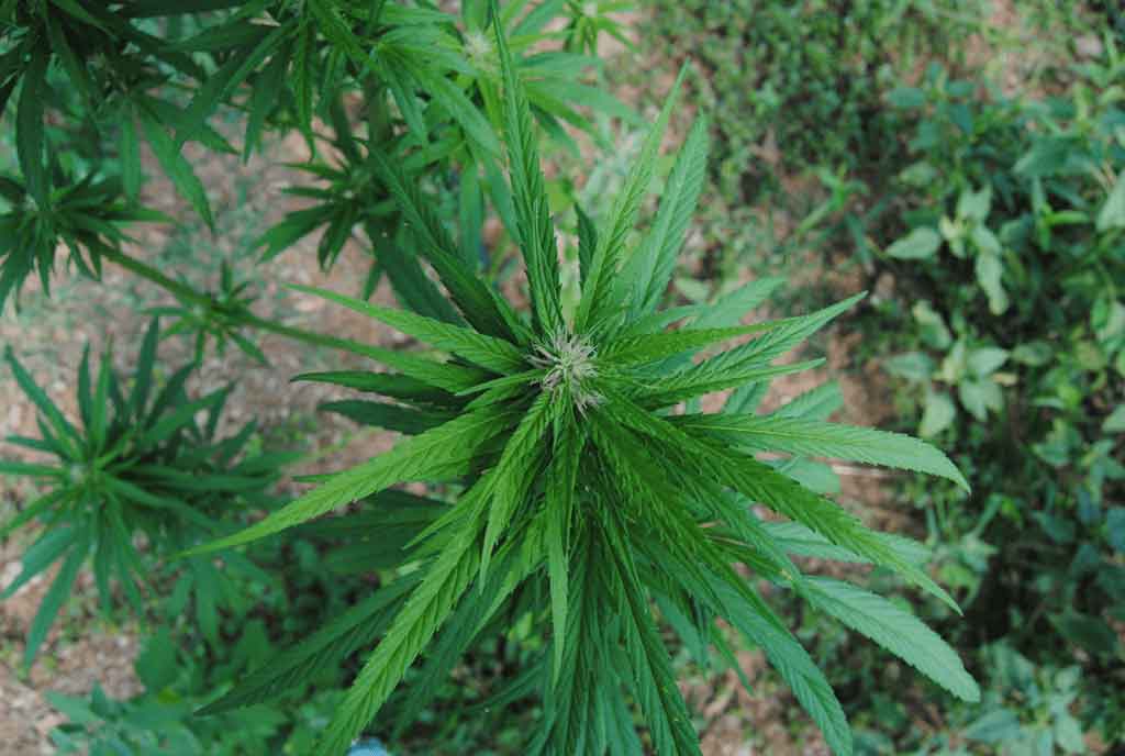 Villa-Cannabis_carousel3_home-1024x688-min