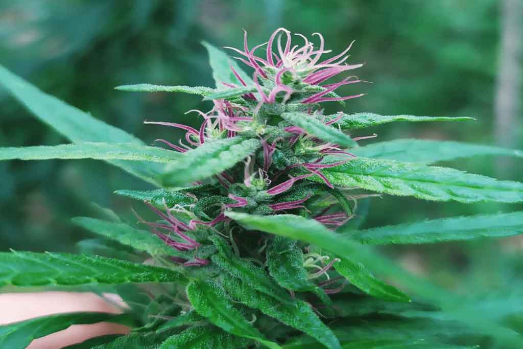 Villa-Cannabis_carousel_home-1024x683-min
